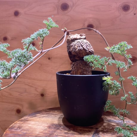 ペラルゴニウムトリステ | STORES