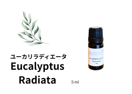 【シングルエッセンシャルオイル】 Eucalyptus Radiata Oil ５ml