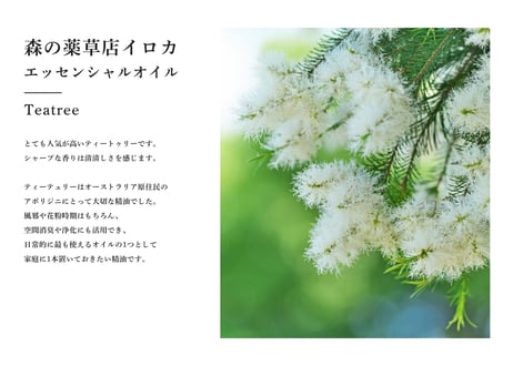 【シングルエッセンシャルオイル】 Teatree Oil 10ml