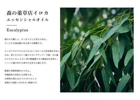 【シングルエッセンシャルオイル】 Eucalyptus Radiata Oil ５ml