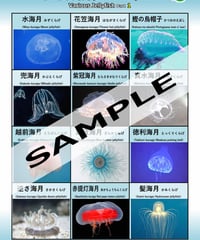 いろいろな海月-その1・2・3・4…セット | 国語WORKS STORE
