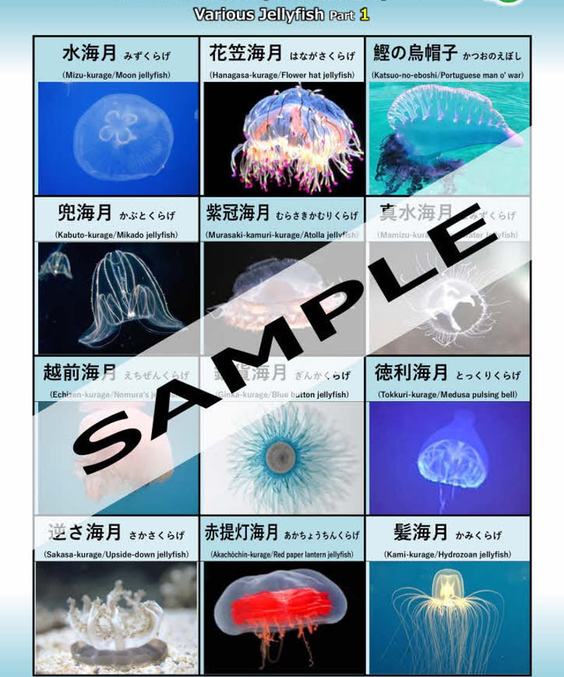 いろいろな海月-その1・2・3・4…セット | 国語WORKS STORE 