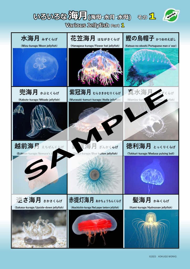 いろいろな海月-その1・2・3・4…セット | 国語WORKS STORE