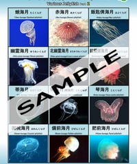 いろいろな海月-その1・2・3・4…セット | 国語WORKS STORE