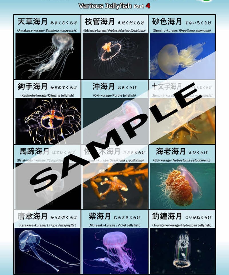 いろいろな海月-その1・2・3・4…セット | 国語WORKS STORE