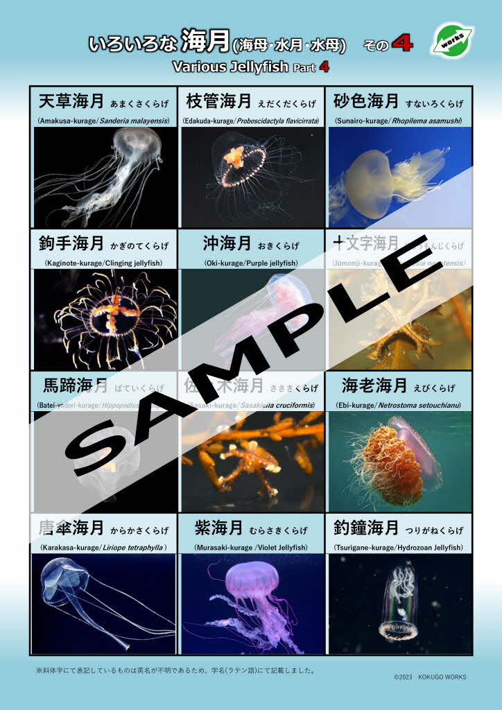 海月 original