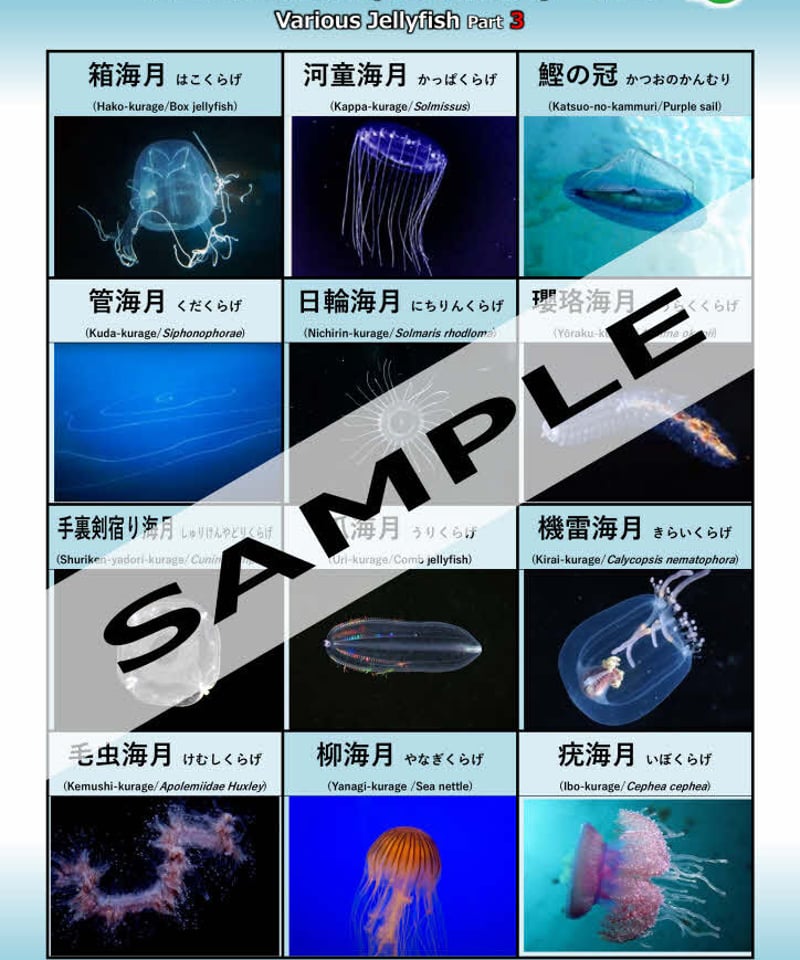 いろいろな海月-その1・2・3・4…セット | 国語WORKS STORE