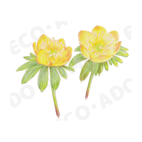 フクジュソウ01_小