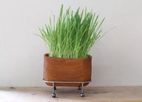 チークウッドポット