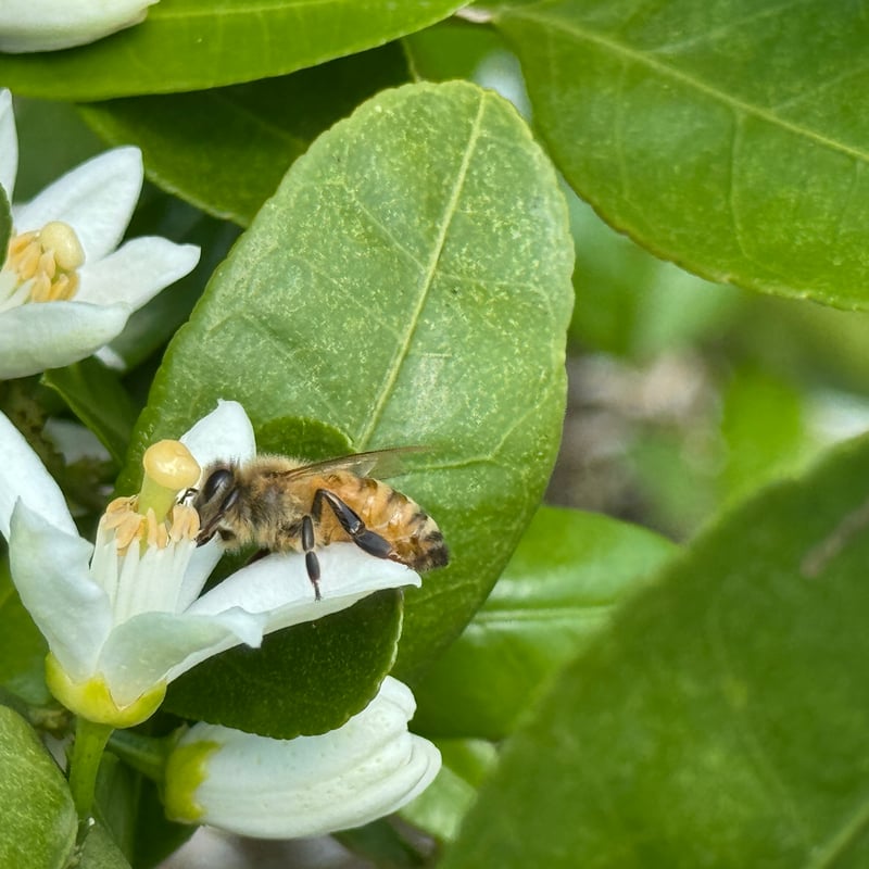 国産蜂蜜 みかんはちみつ 550g 国産はちみつ | CanbeeHONEY キャンビー