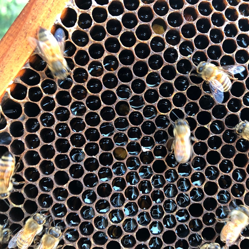 国産蜂蜜 百花はちみつ 550g 国産はちみつ | CanbeeHONEY キャンビーハニー