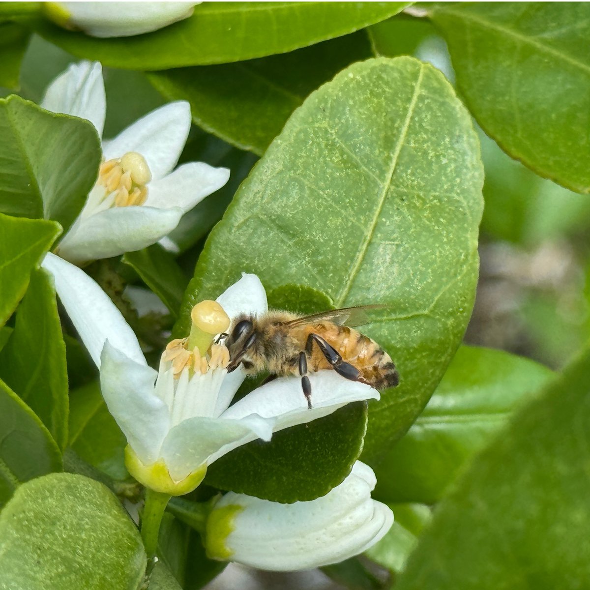 国産蜂蜜 みかんはちみつ 1200g 国産はちみつ | CanbeeHONEY