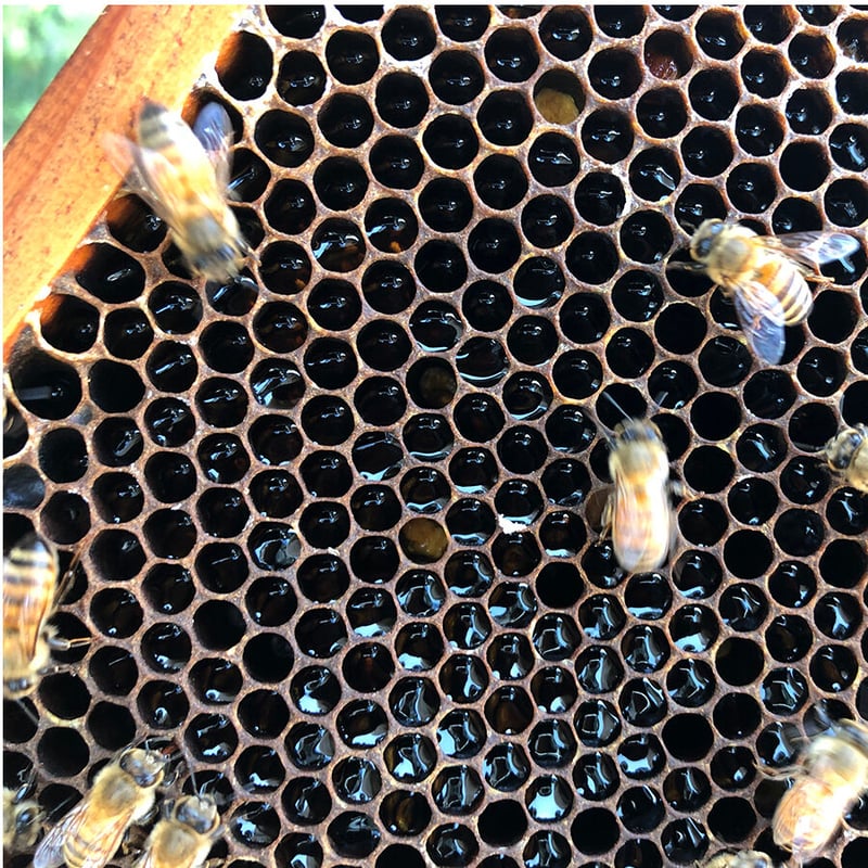 国産蜂蜜 百花はちみつ 250g 国産はちみつ | CanbeeHONEY キャンビーハニー