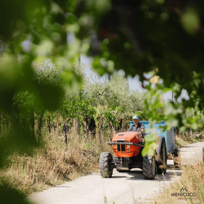 Menicucci / ペコリーノ テッレ ディ キエーティ IGT 