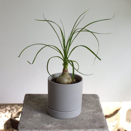 観葉植物 トックリラン(G-32)