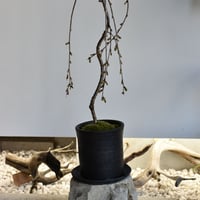 盆栽 枝垂桜(Y-68)