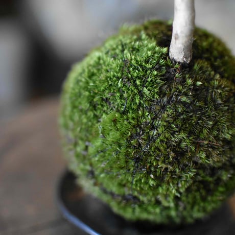 苔玉 紅葉〈葉団扇楓〉(C-17)