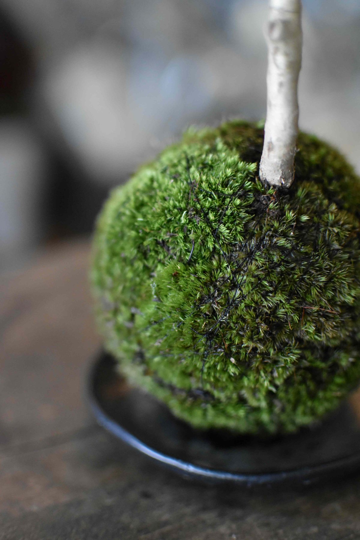 苔玉・苔 endo 苔玉・苔 endo MYK】KOKEDAMA-kubo 苔玉-窪 | 丸三安田瓦工業