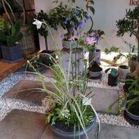 山野草の寄せ植え-L-