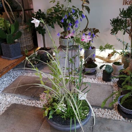 山野草の寄せ植え-L-