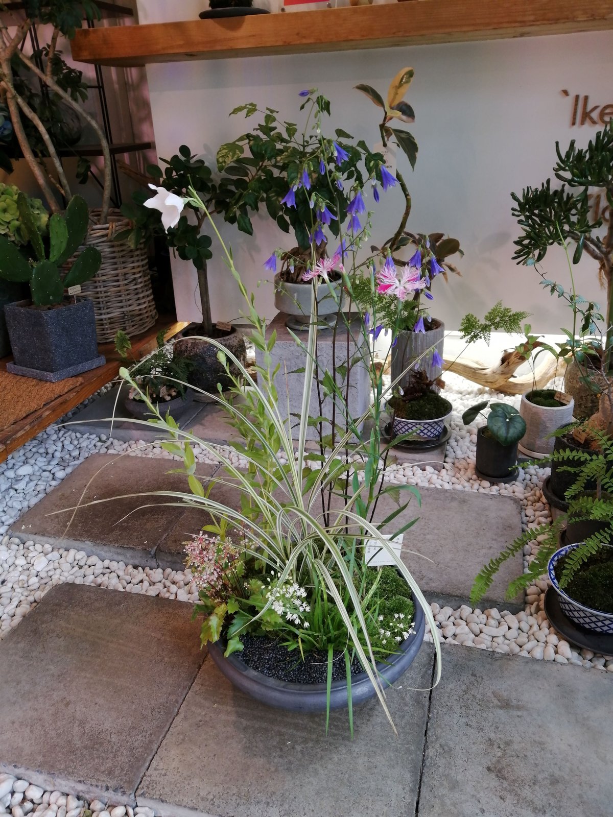 ナツフジ(夏藤) 山取り　山野草　 観葉植物　鉢植えして約10年 ナツフジ(夏藤) 山取り 山野草 観葉植物 鉢植えして約10年