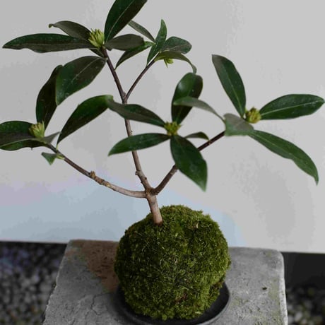 苔玉 沈丁花(C-39)