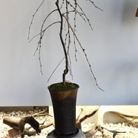 盆栽 枝垂桜(Y-69)