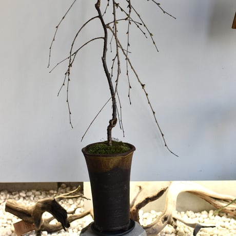 盆栽 枝垂桜(Y-69)