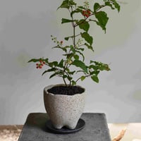 観葉植物 数珠珊瑚(G-29)