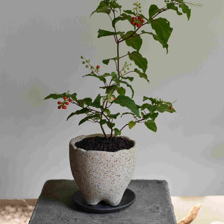 観葉植物 数珠珊瑚(G-29) | hirugao