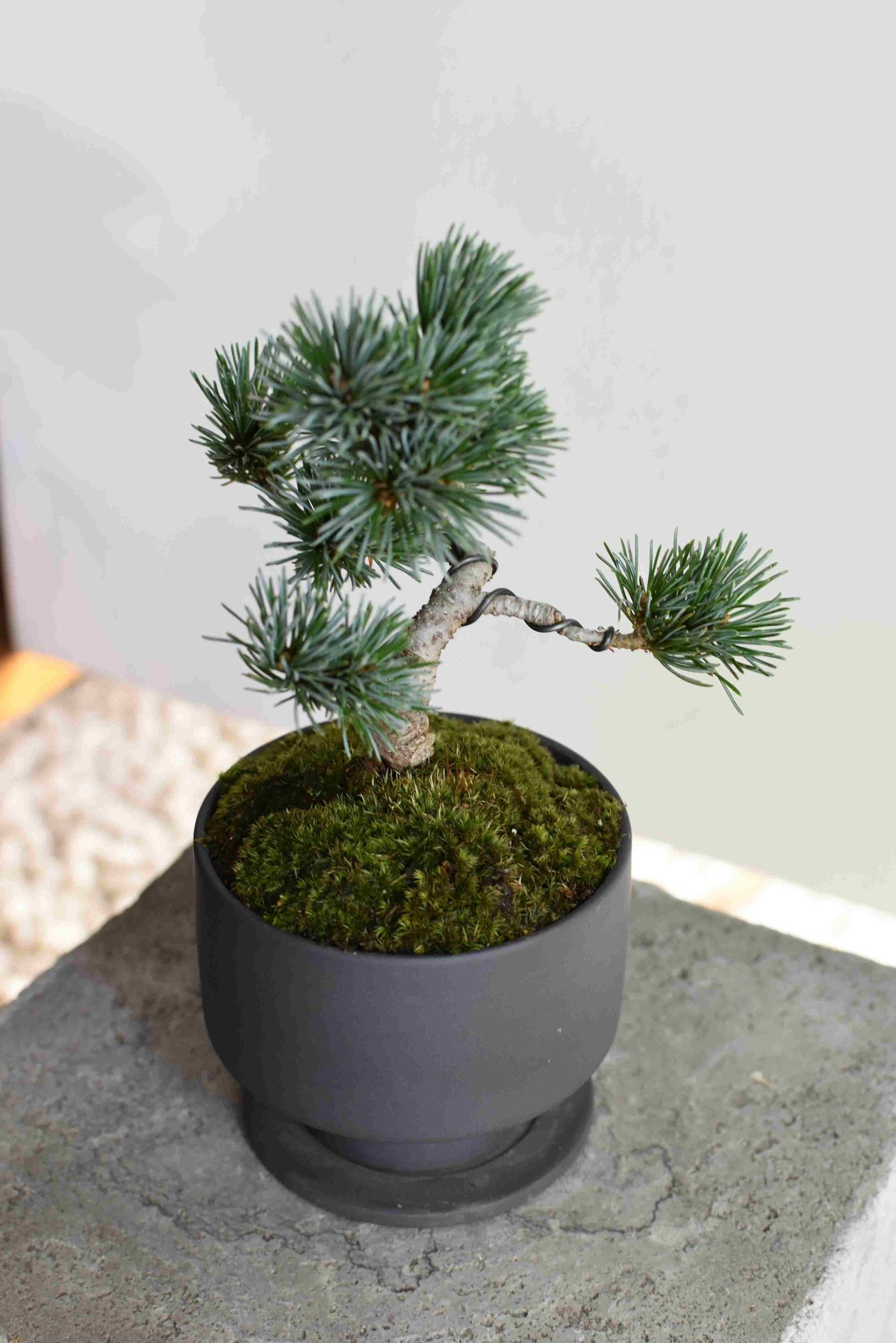 特価】五葉松 盆栽 ジンシャリ❗️ 特価】五葉松 盆栽 ジンシャリ