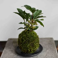 苔玉　ヤブコウジ(C-23)