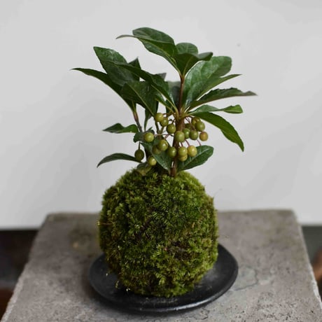苔玉　ヤブコウジ(C-23)