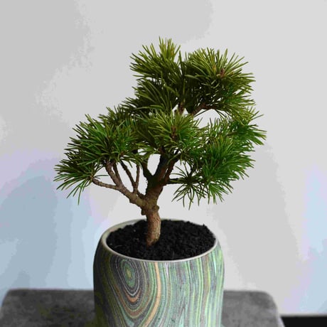 盆栽 五葉松(Y-58)