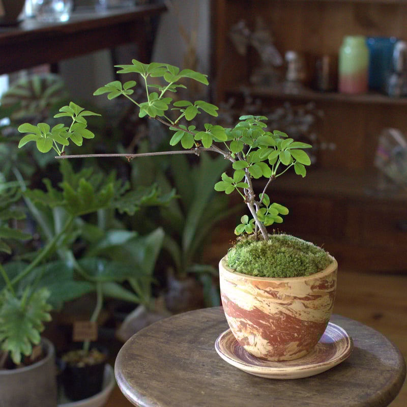 お盆特価！厳選アセビ。 せんざん特選おせち『慶〜よろこび〜』4～5人前) – SENZAN