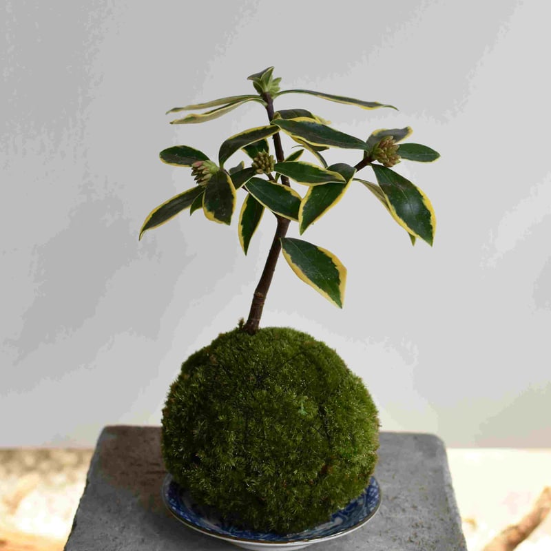 苔玉・苔 puyozou 苔玉・苔 puyozou fit=scale-down,w=1200