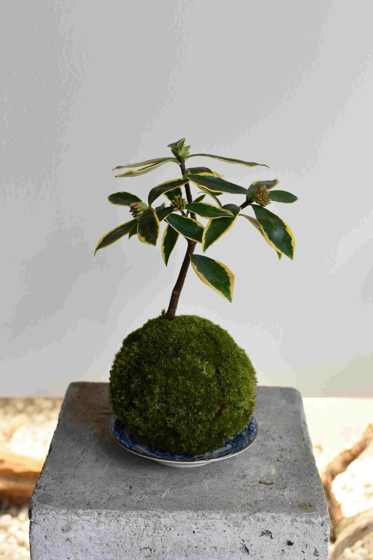 苔玉・苔 puyozou d531cc0c0728e151e792016be25d91