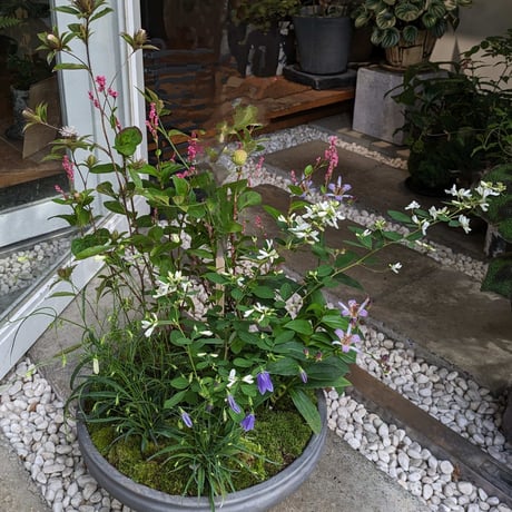 山野草の寄せ植え2L