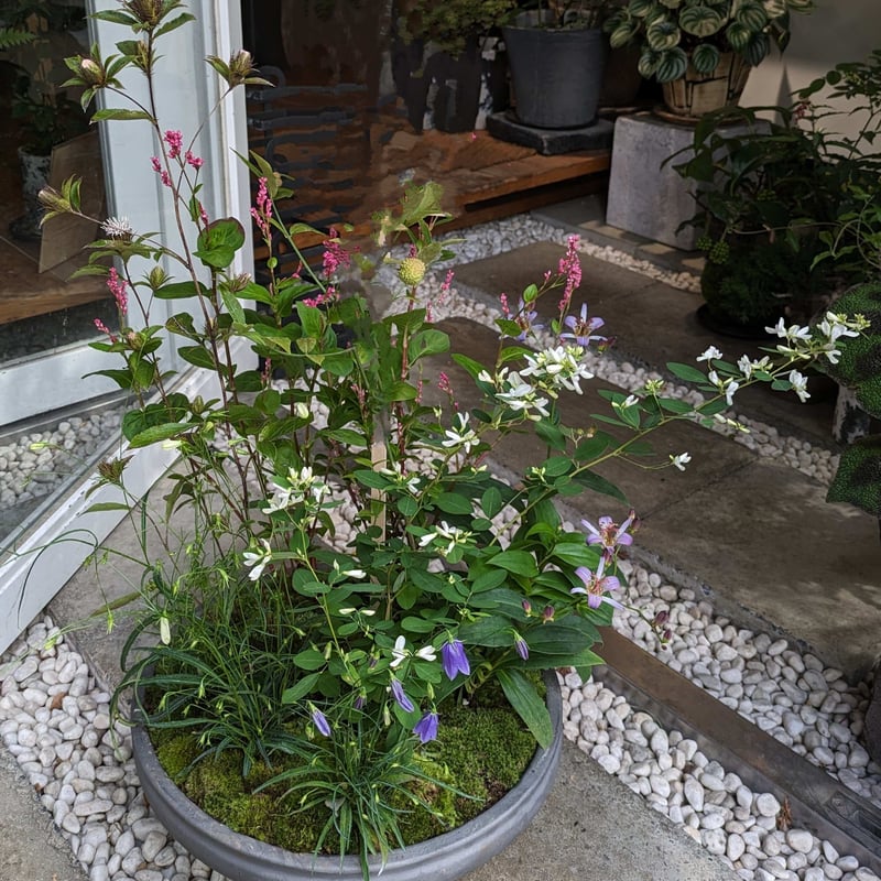山野草の寄せ植え2L | hirugao