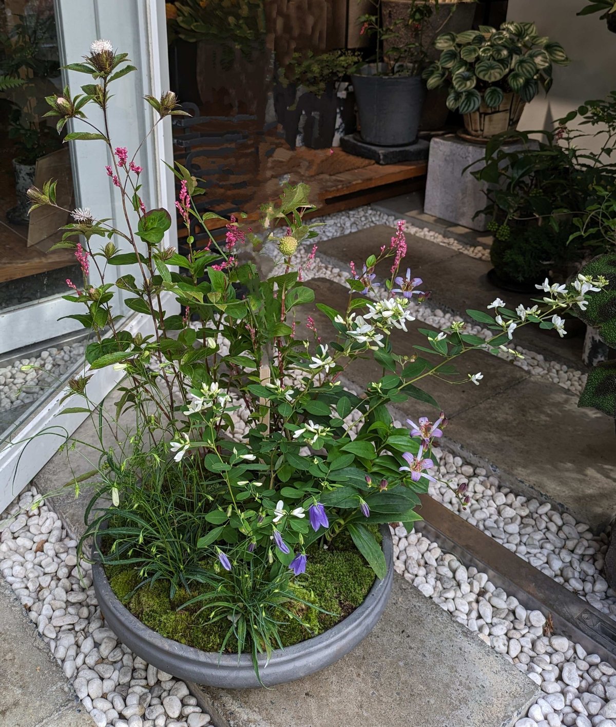 山野草の寄せ植え2L | hirugao