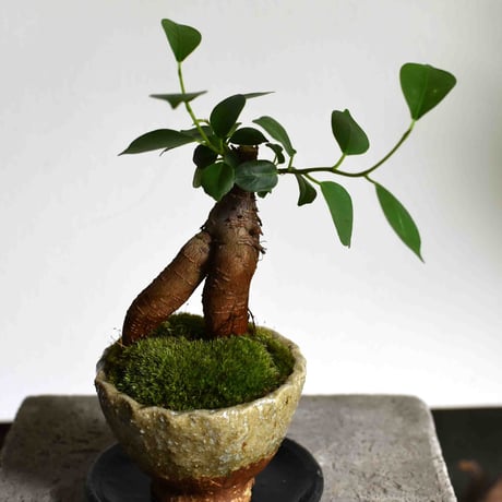 観葉植物 人参ガジュマル(G-21)