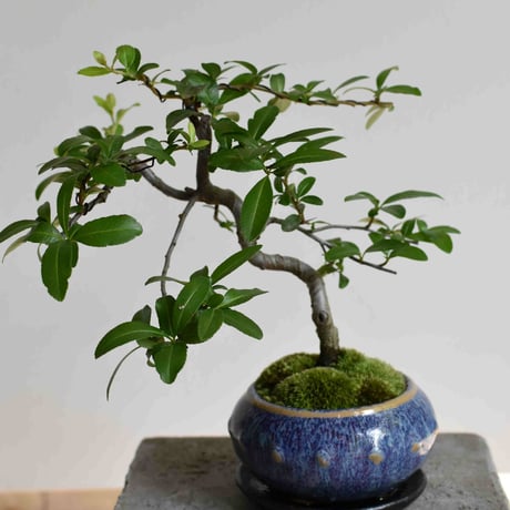 盆栽　常盤山査子(Y-54)