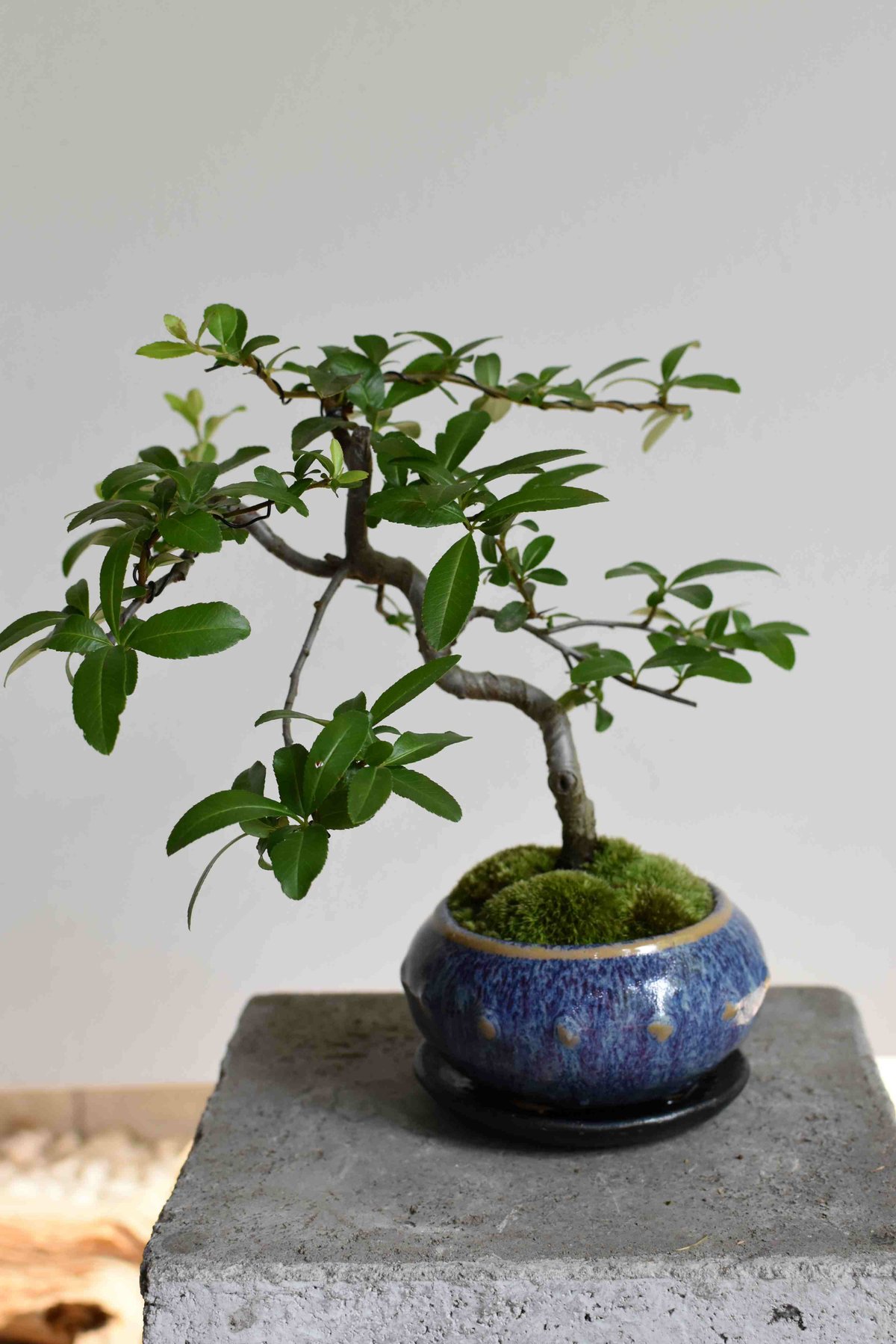 ルビーサンザシ 盆栽 No.6 山査子 さんざし半懸崖盆栽 Amazon.co.jp