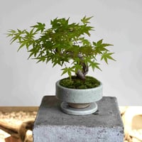 盆栽 ヤマモミジ(Y-80)