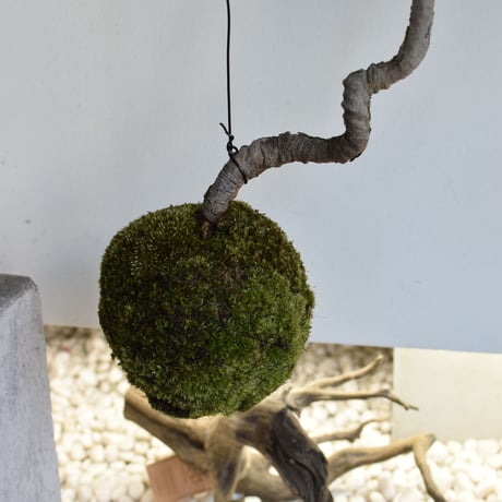 苔玉 赤松(C-48)