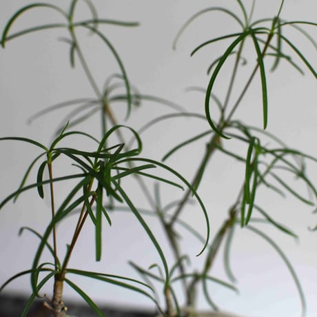 観葉植物 ユーフォルビア・ヘディトイデス(G-20)