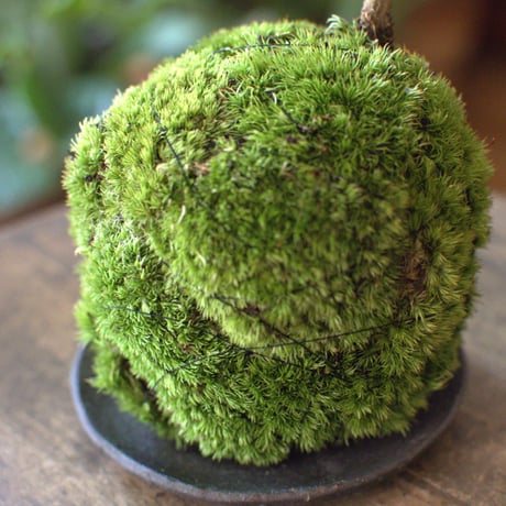 苔玉　アメリカヅタ(C-13)