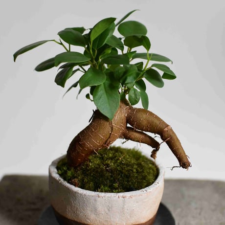 観葉植物 人参ガジュマル(G-21)