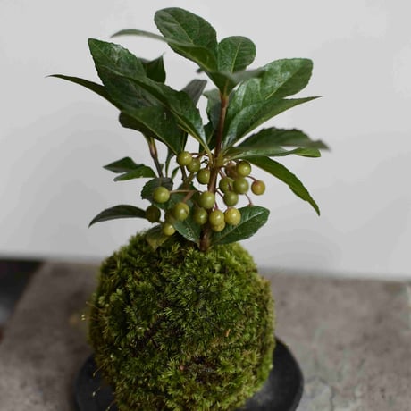 苔玉　ヤブコウジ(C-23)