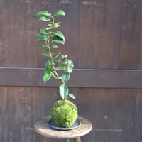 苔玉　雲竜椿(C‐9)